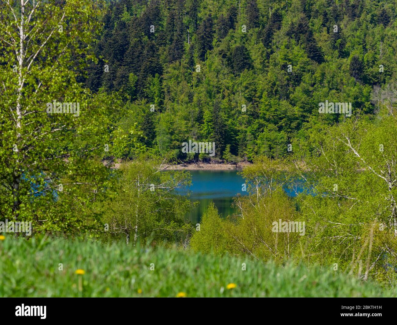 Spring season in Green forest Lokve lake Croatia Europe Stock Photo