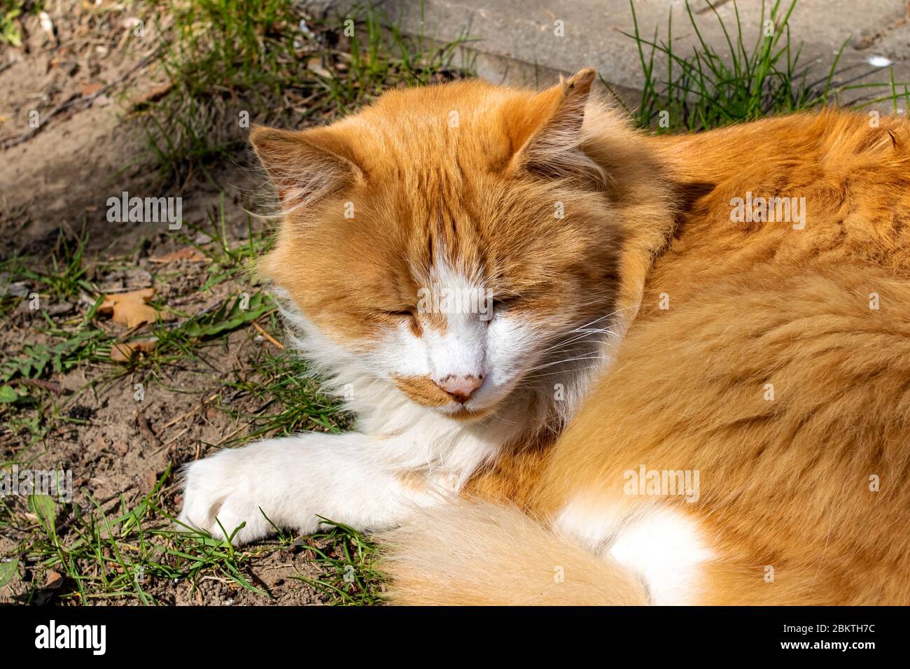 Red cat sleeping on grass in the sun Stock Photo Alamy