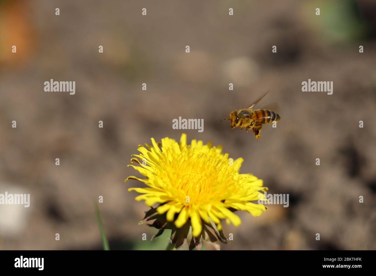 Honeybee and the dandeleon flower Stock Photo