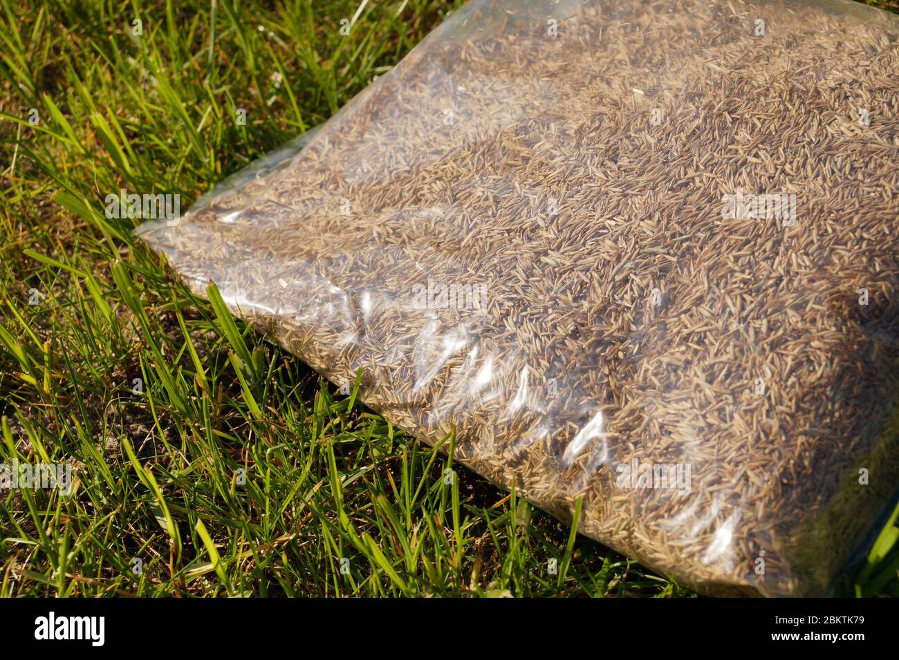 Sowing grass, setting up a lawn. Foil packaging with grass seeds. Stock Photo