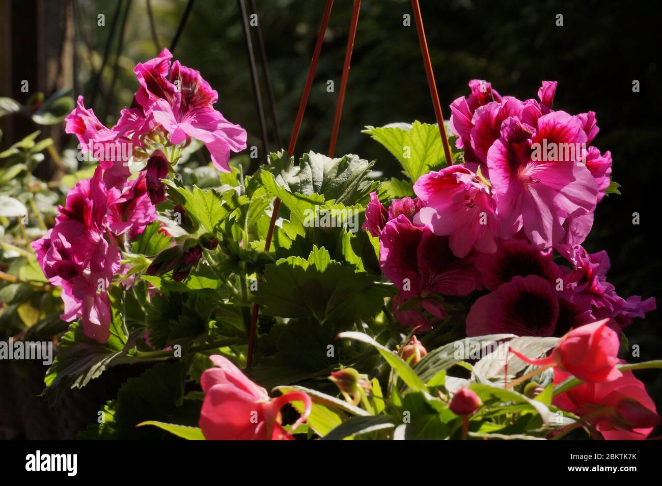 Pelargonium grandiflorum (English geranium) and impatiens. A set of flowers for the balcony. Stock Photo
