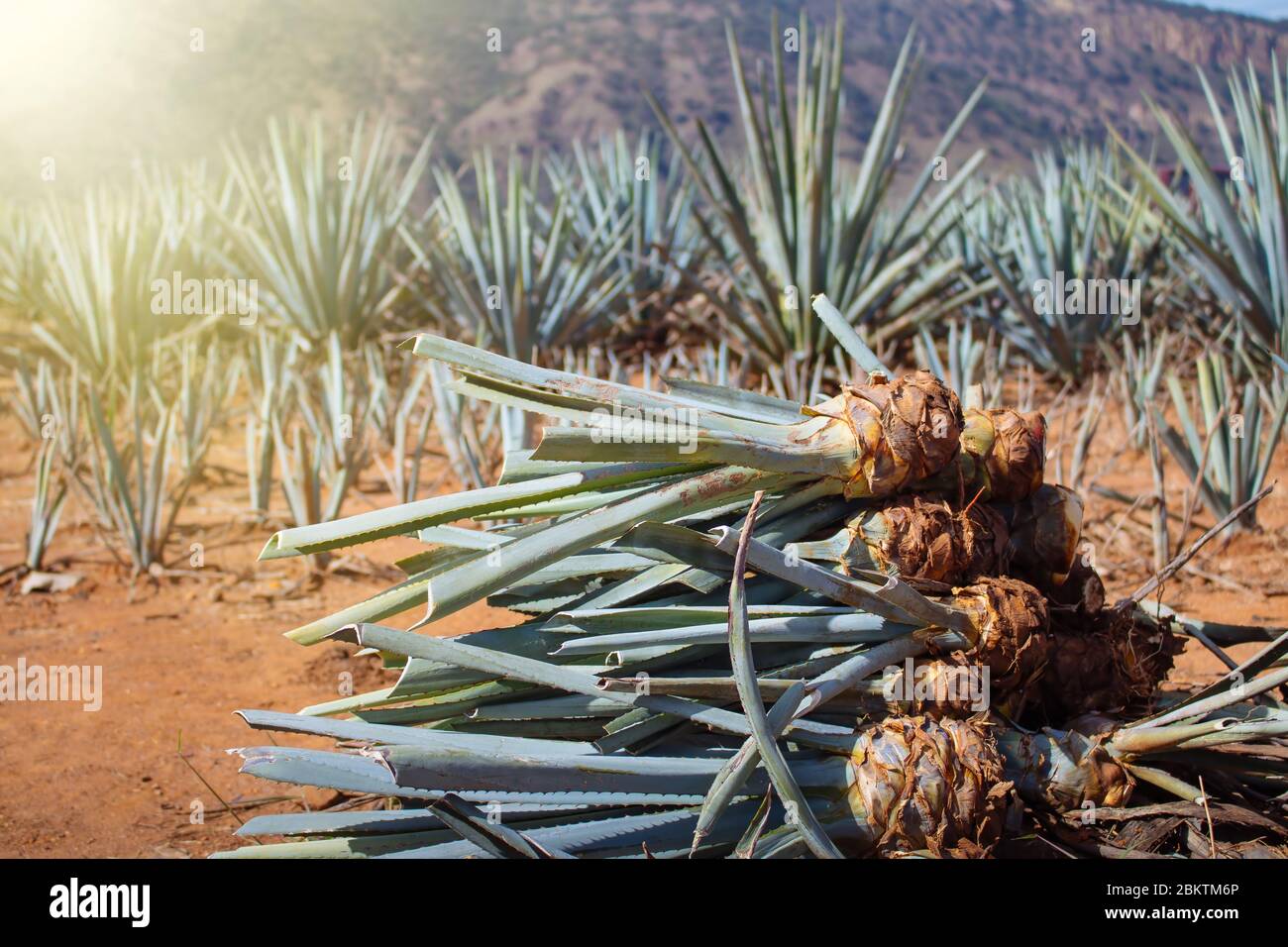 Pineapple field. Young pineapples in the field.Harvesting the agave in the  field. Mexican agave in process of crop harvesting Stock Photo - Alamy