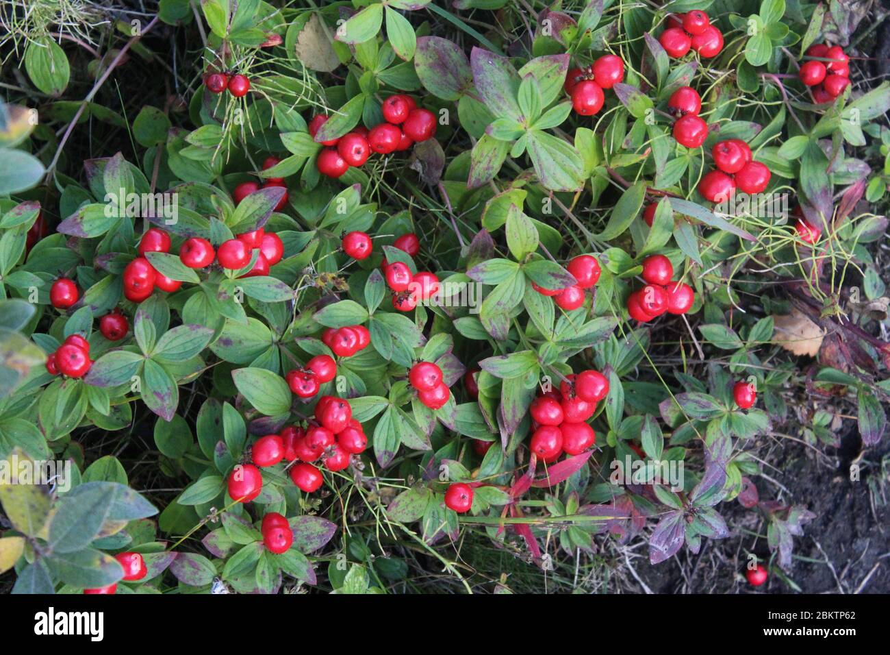 close up of Vaccinium vitis-idaea also know as lingonberry, partridgeberry, mountain cranberry or cowberry Stock Photo