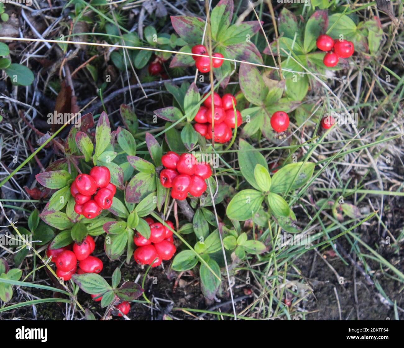 close up of Vaccinium vitis-idaea also know as lingonberry, partridgeberry, mountain cranberry or cowberry Stock Photo