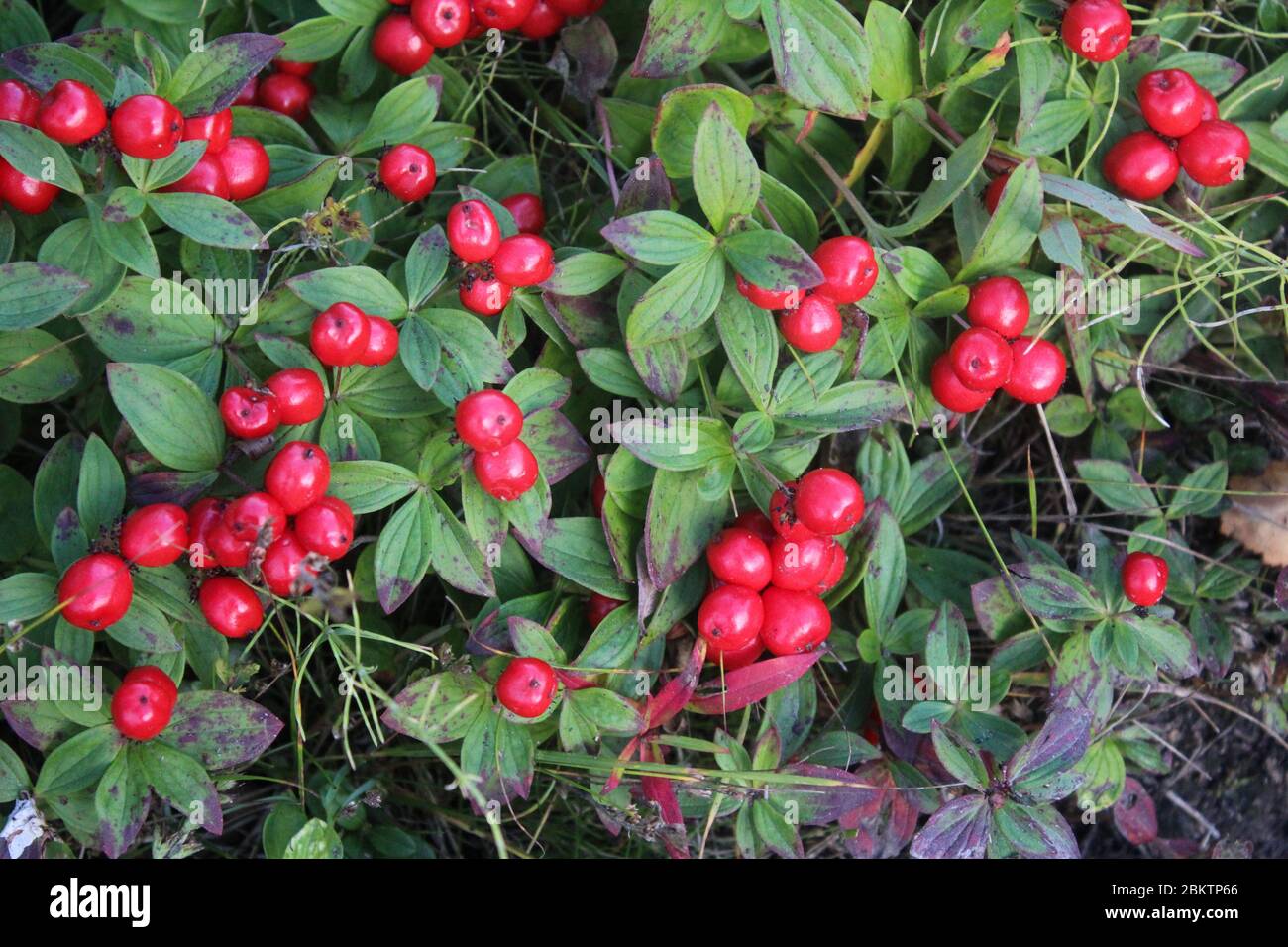 close up of Vaccinium vitis-idaea also know as lingonberry, partridgeberry, mountain cranberry or cowberry Stock Photo