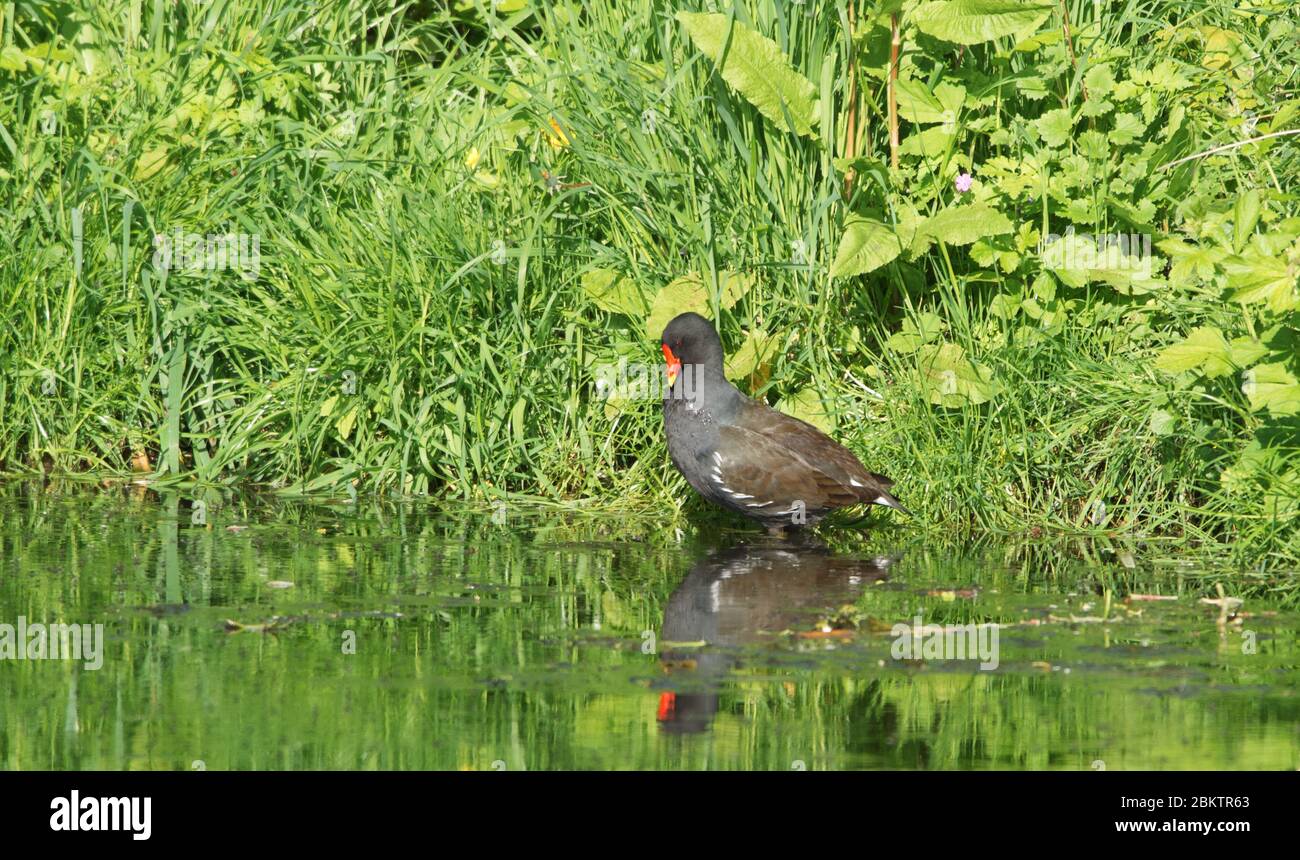 Moorhen on a pond Stock Photo