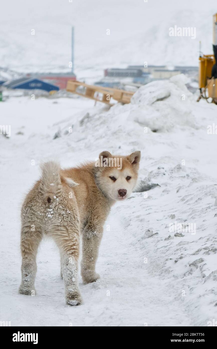 Cute greenlandic sled dog puppy covered in snow looking around Stock Photo