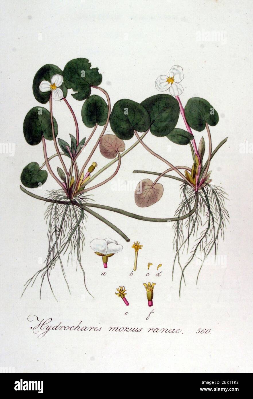 Hydrocharis morsus-ranae — Flora Batava — Volume v7. Stock Photo