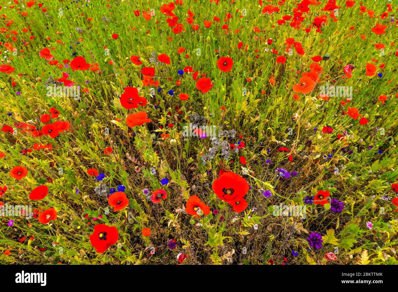 Colourful spring flowers London, UK Stock Photo Alamy