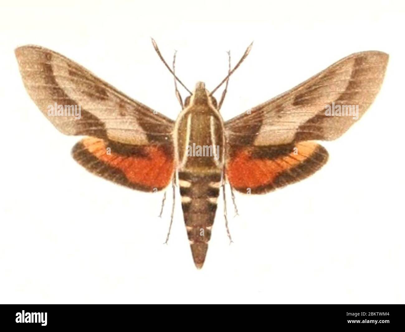 Hyles calida 1895 Stock Photo Alamy
