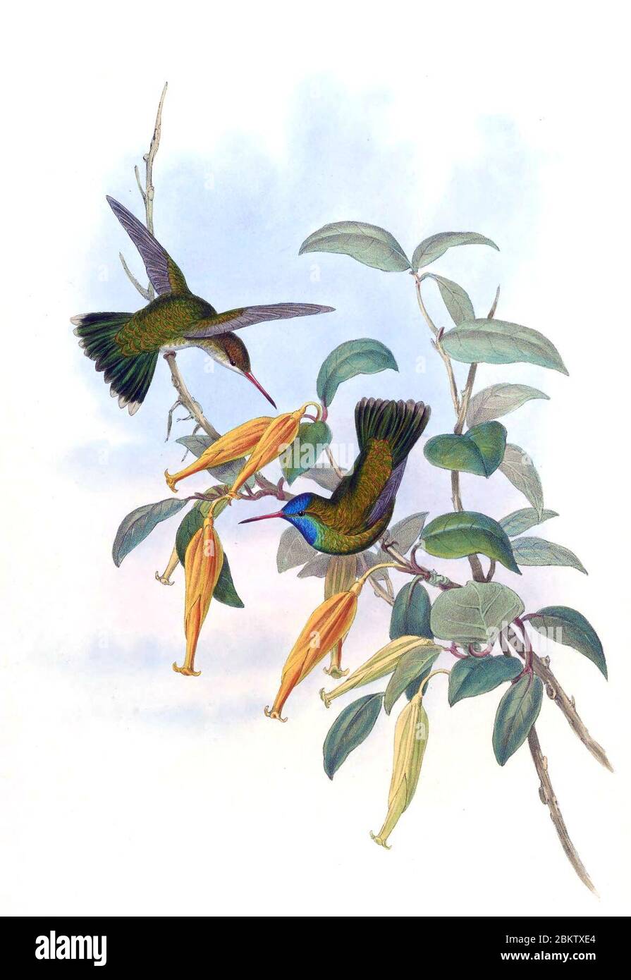 Hylocharis hires stock photography and images Alamy