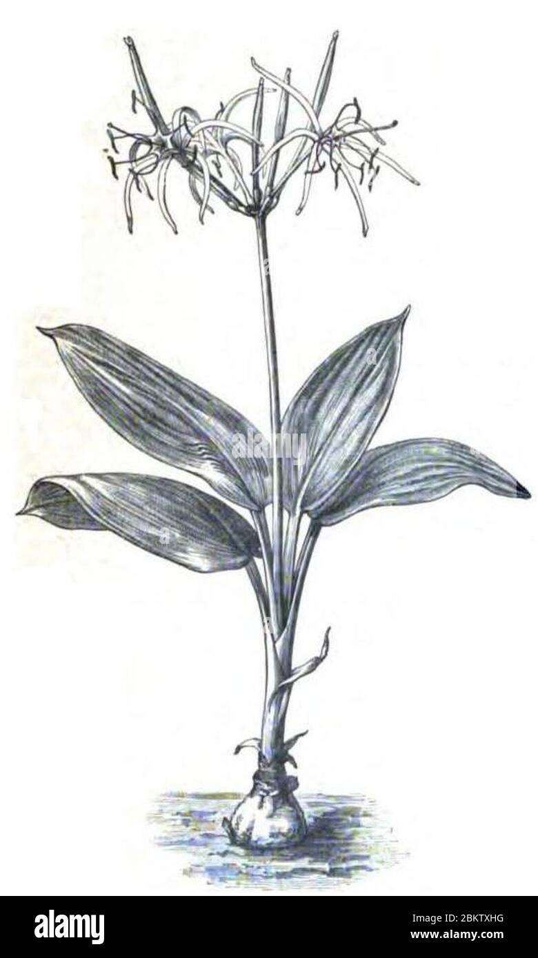 Hymenocallis cordifolia. Stock Photo