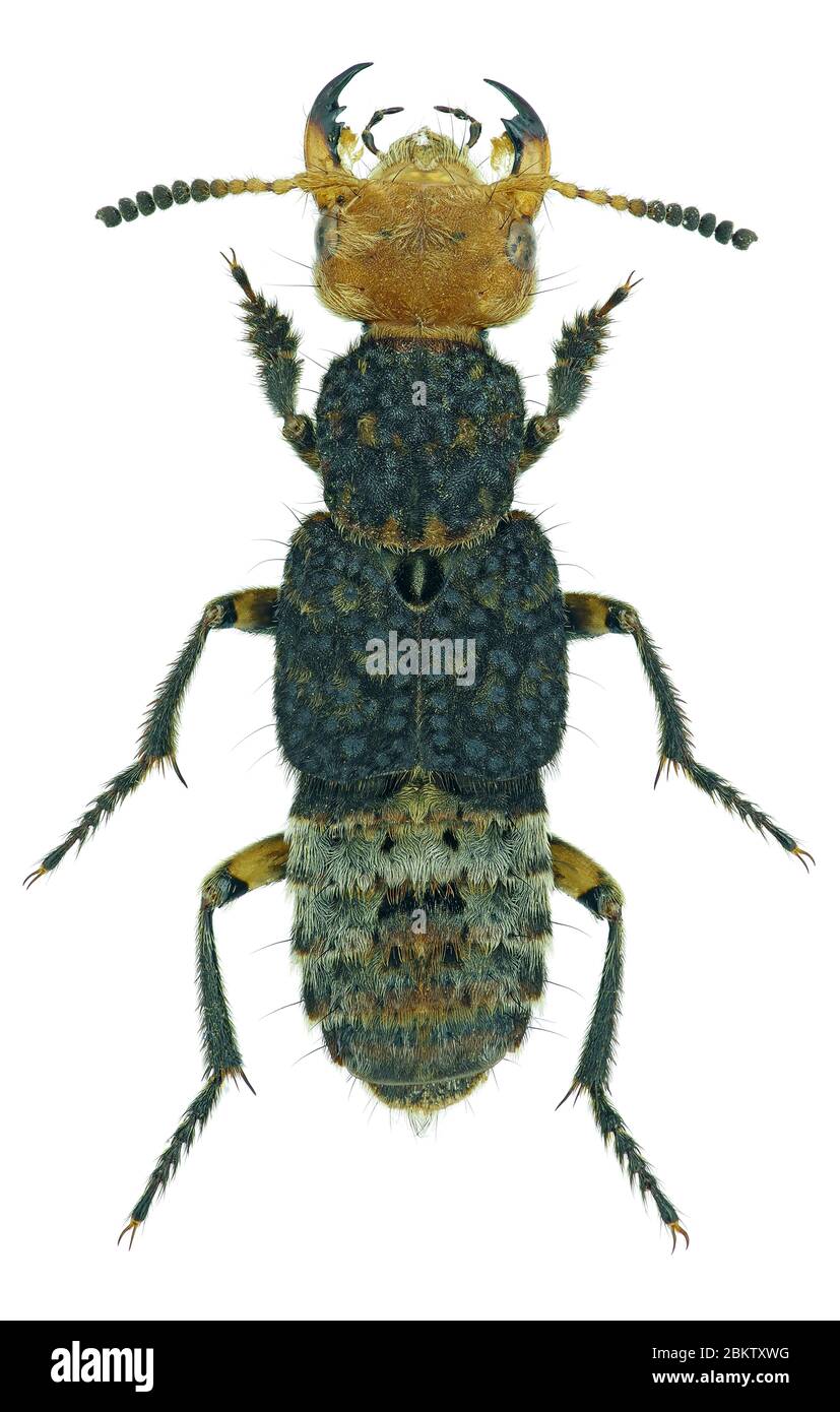 Dinothenarus flavocephalus, a species of rove beetle (Staphylinidae) from Europe Stock Photo