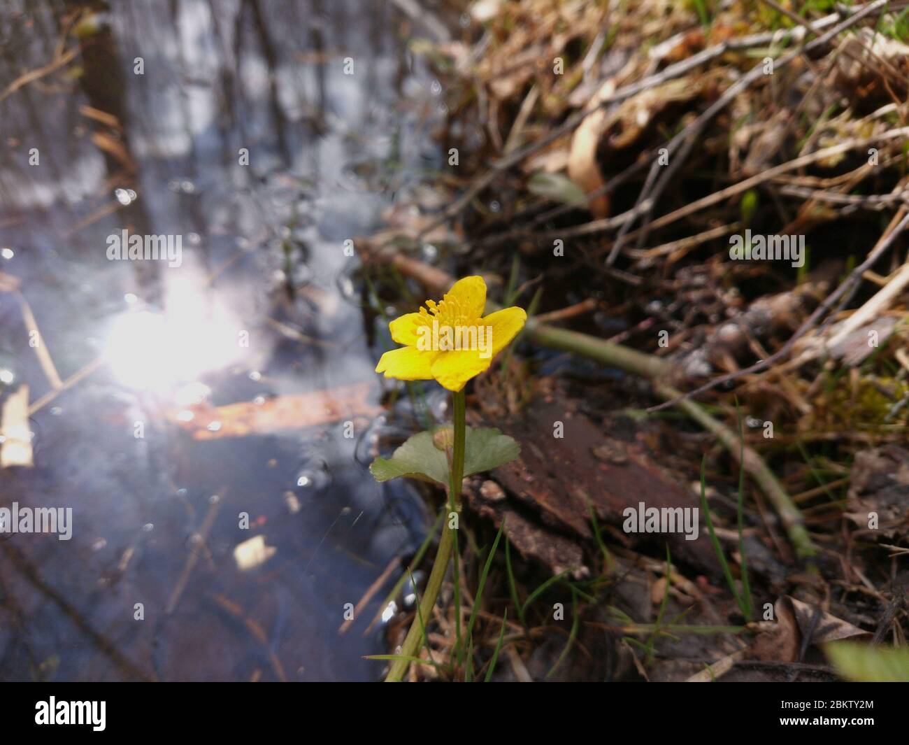Image of one yellow single flower blooming in early spring. Stock Photo