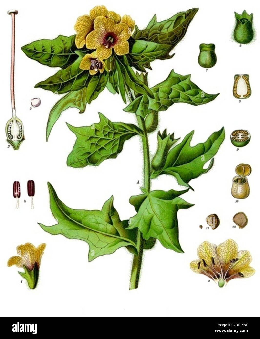 Hyoscyamus niger - Köhler–s Medizinal-Pflanzen-073. Stock Photo