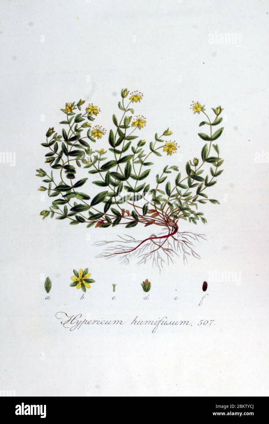 Hypericum humifusum — Flora Batava — Volume v7. Stock Photo