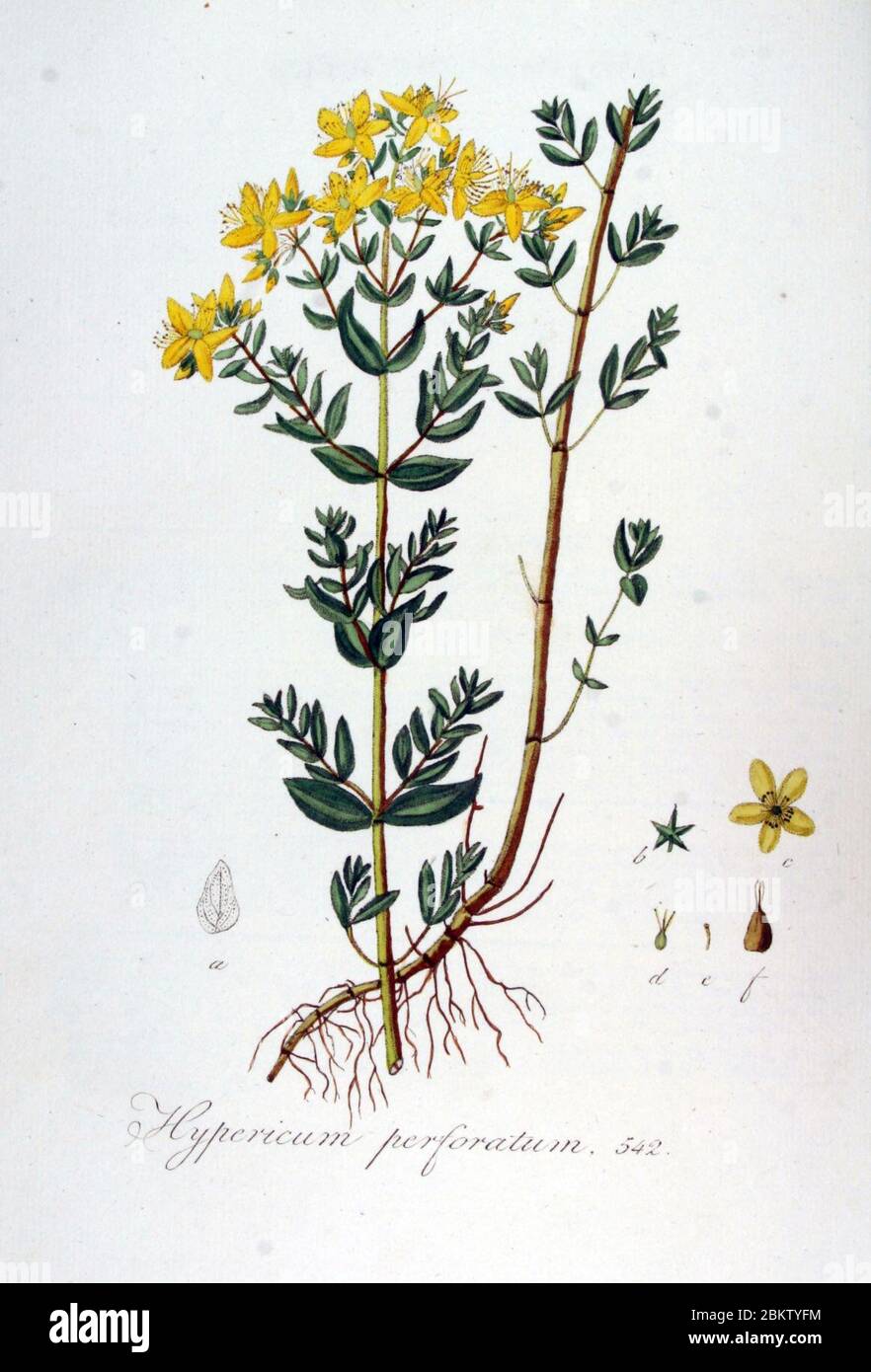 Hypericum perforatum — Flora Batava — Volume v7. Stock Photo