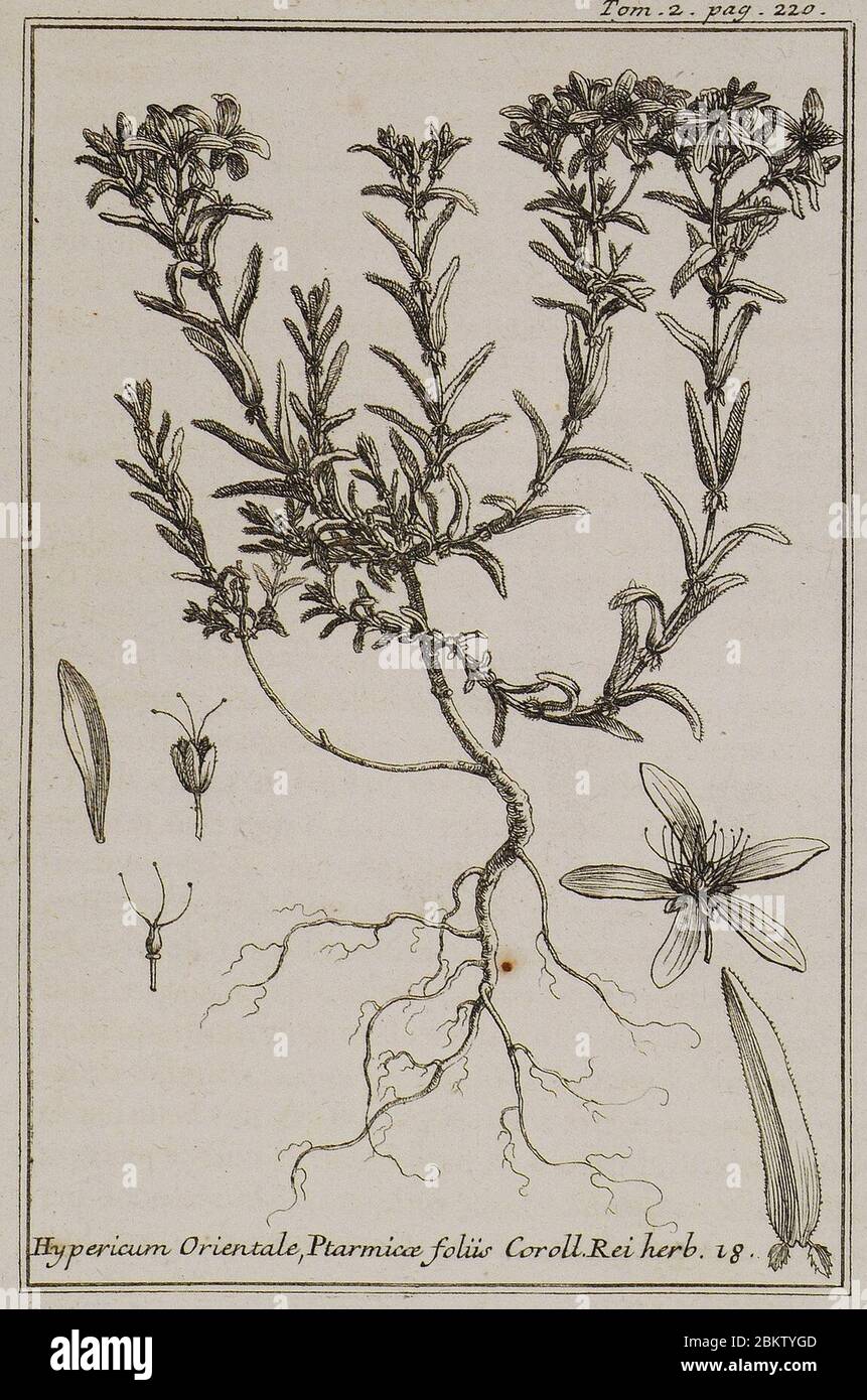Hypericum Orientale, Ptarmicae foliis Coroll Rei herb 18 - Tournefort Joseph Pitton De - 1717. Stock Photo