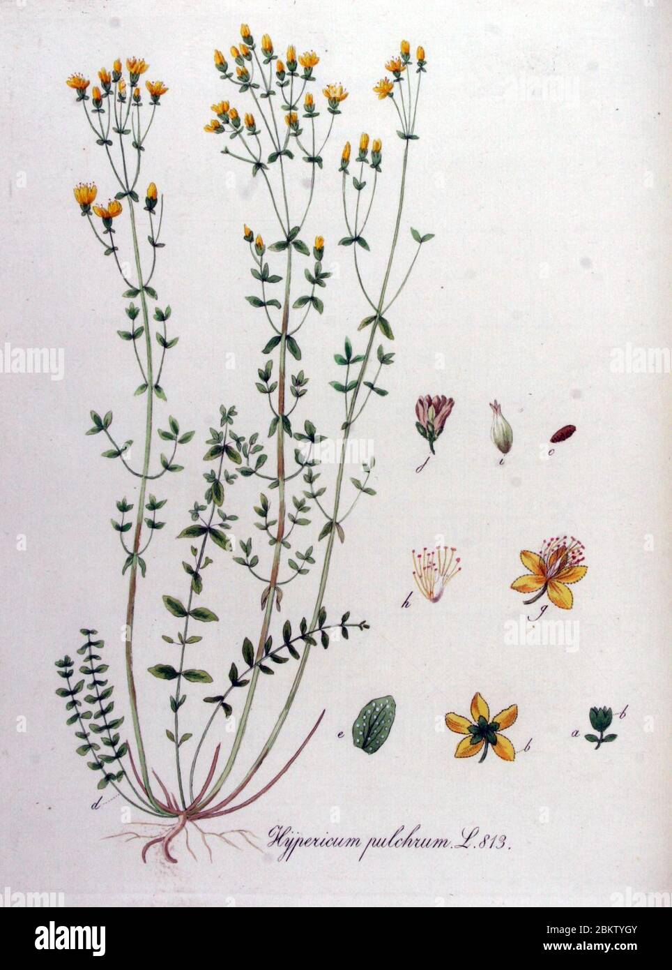 Hypericum pulchrum — Flora Batava — Volume v11. Stock Photo