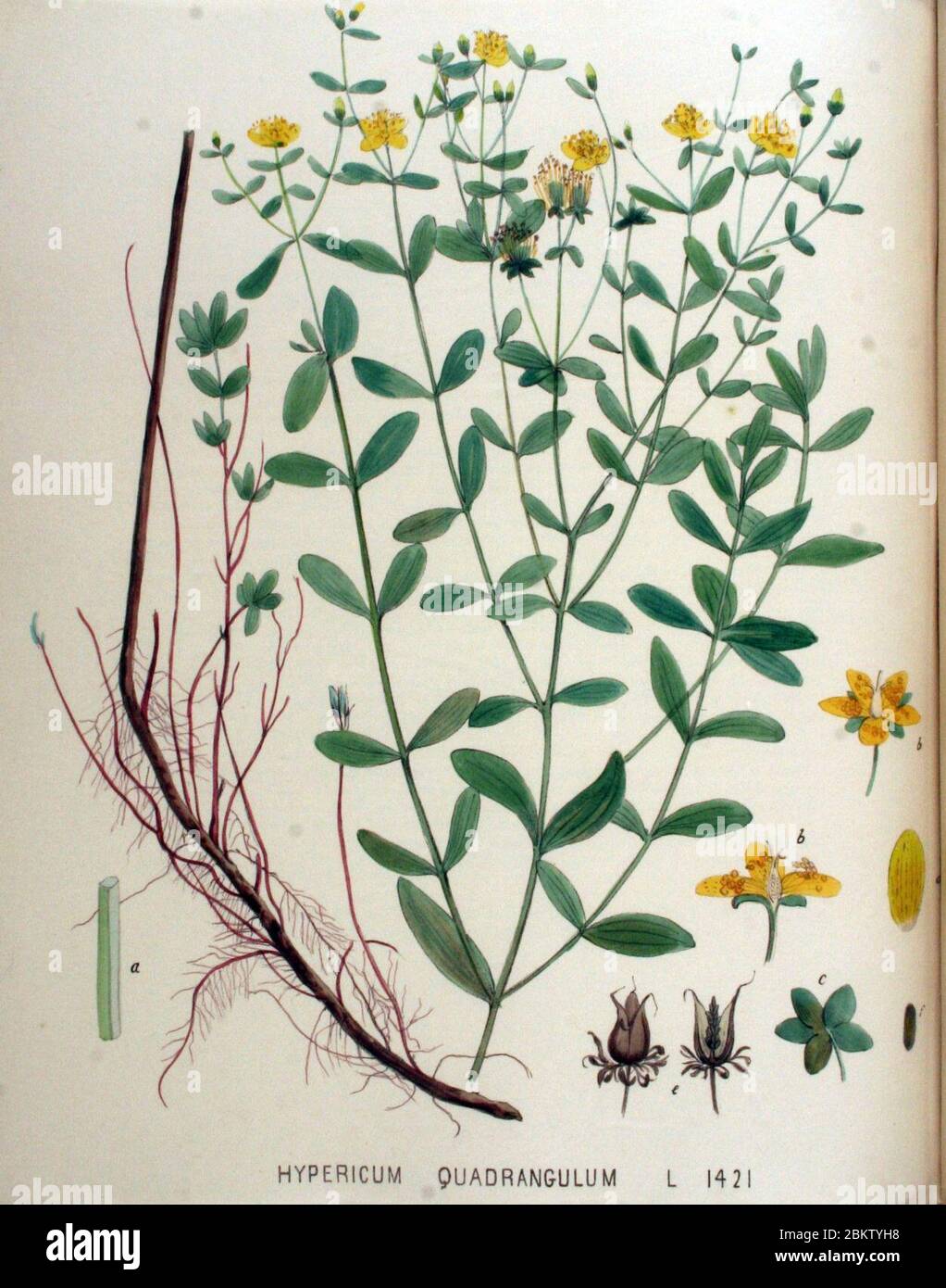 Hypericum quadrangulum — Flora Batava — Volume v18. Stock Photo