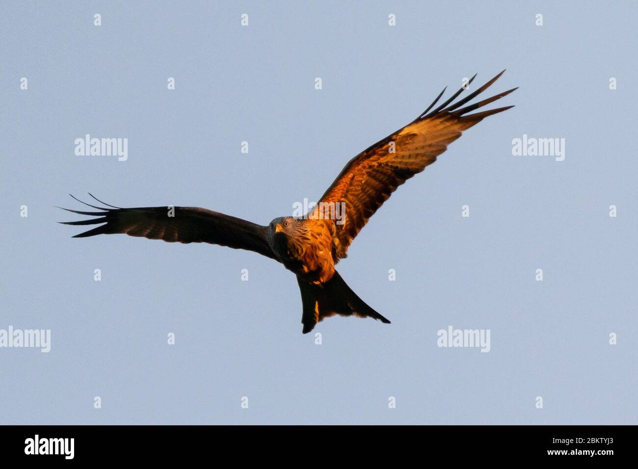 UK Weather: Red kite birds flying above at sunset. Threatened with extinction, Milvus Milvus (more commonly known as Red Kites) are a graceful, fork tailed bird that have been successfully re-introduced into England and Scotland, now reaching around 1,800 breeding pairs in the UK alone since their reestablishment in 1989. Now, with 18000-24000 breeding pairs worldwide, they are no longer vulnerable, especially under the protection of one of the world’s longest running protection programmes, RSPB.. © Stock Photo