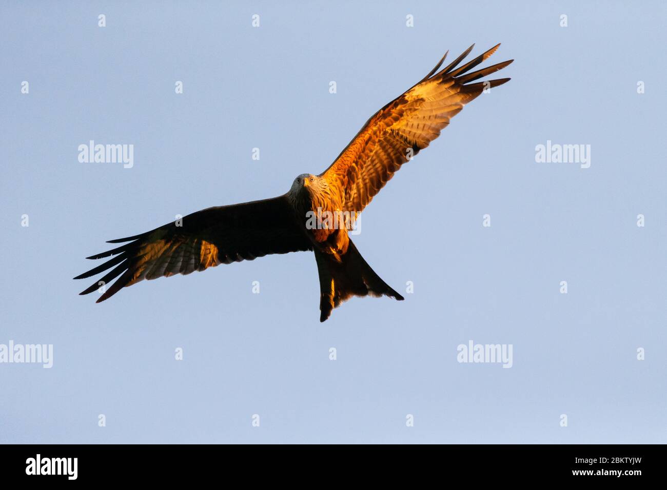 UK Weather: Red kite birds flying above at sunset. Threatened with extinction, Milvus Milvus (more commonly known as Red Kites) are a graceful, fork tailed bird that have been successfully re-introduced into England and Scotland, now reaching around 1,800 breeding pairs in the UK alone since their reestablishment in 1989. Now, with 18000-24000 breeding pairs worldwide, they are no longer vulnerable, especially under the protection of one of the world’s longest running protection programmes, RSPB.. © Stock Photo
