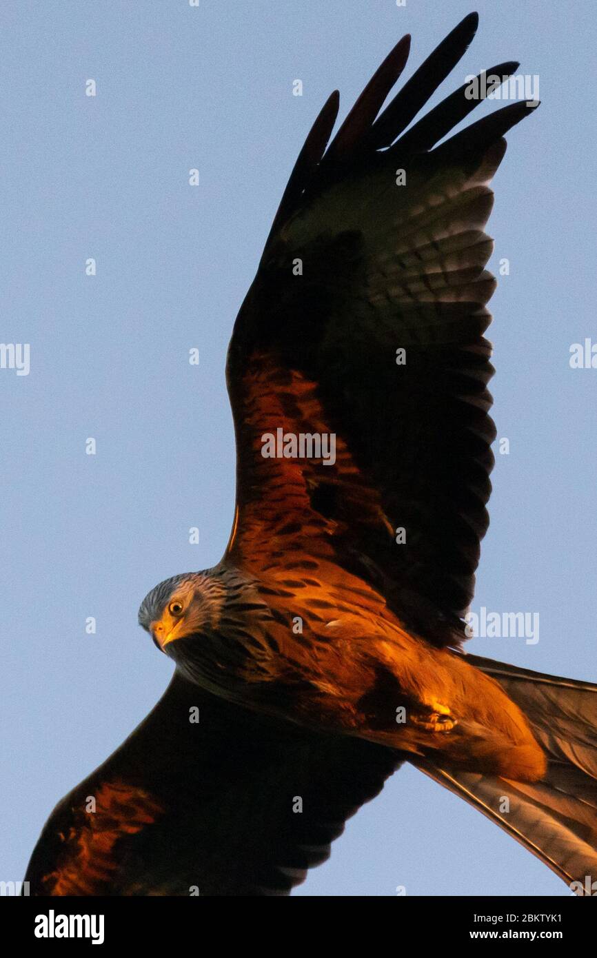 UK Weather: Red kite birds flying above at sunset. Threatened with extinction, Milvus Milvus (more commonly known as Red Kites) are a graceful, fork tailed bird that have been successfully re-introduced into England and Scotland, now reaching around 1,800 breeding pairs in the UK alone since their reestablishment in 1989. Now, with 18000-24000 breeding pairs worldwide, they are no longer vulnerable, especially under the protection of one of the world’s longest running protection programmes, RSPB.. © Stock Photo