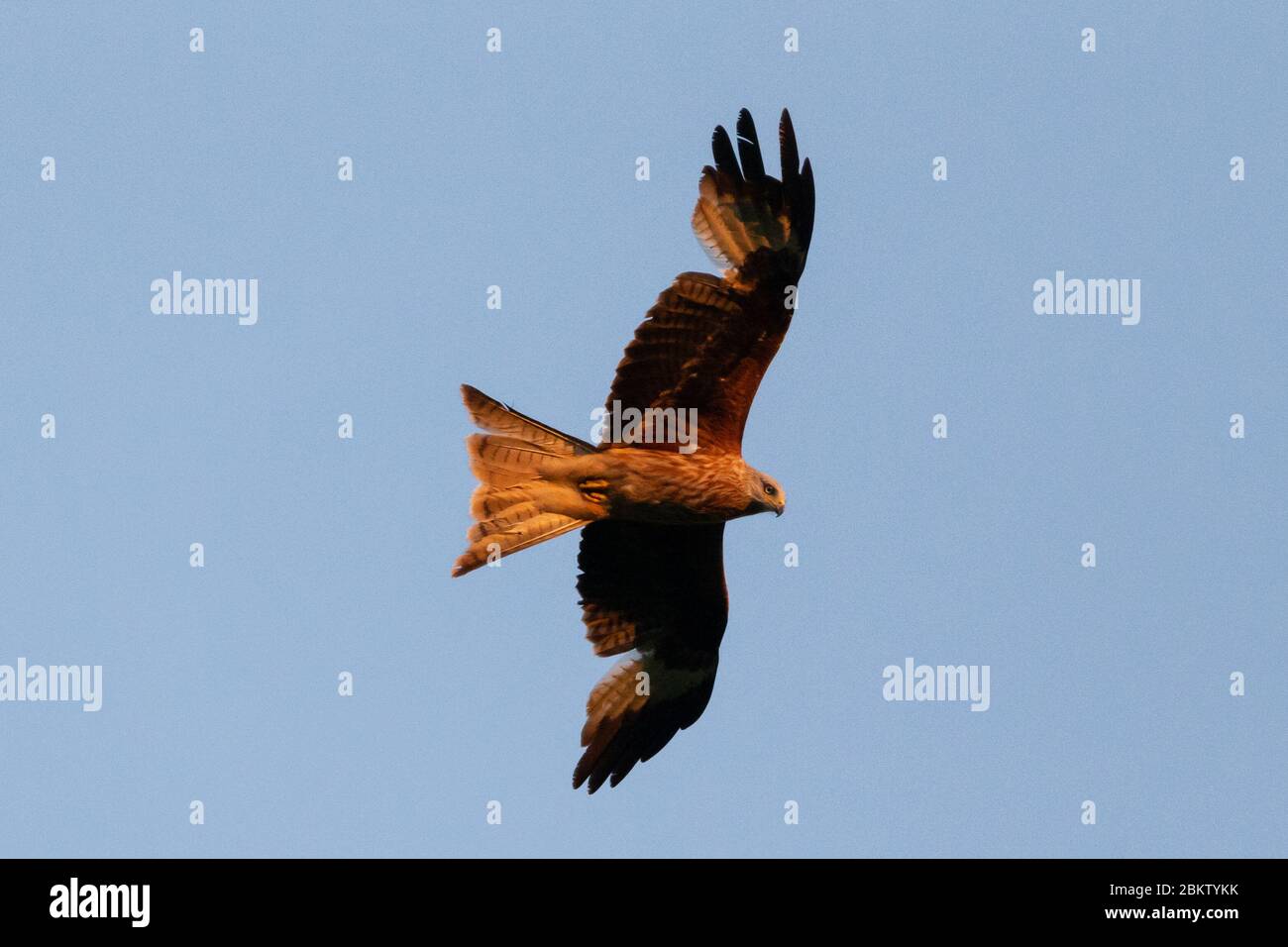 UK Weather: Red kite birds flying above at sunset. Threatened with extinction, Milvus Milvus (more commonly known as Red Kites) are a graceful, fork tailed bird that have been successfully re-introduced into England and Scotland, now reaching around 1,800 breeding pairs in the UK alone since their reestablishment in 1989. Now, with 18000-24000 breeding pairs worldwide, they are no longer vulnerable, especially under the protection of one of the world’s longest running protection programmes, RSPB.. © Stock Photo