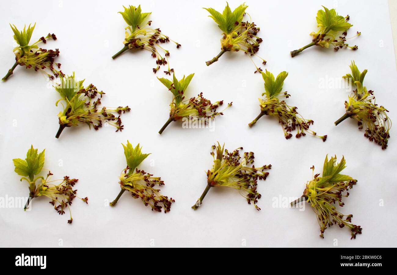 Set of American ash maple flowers. Acer negundo is a species of maple