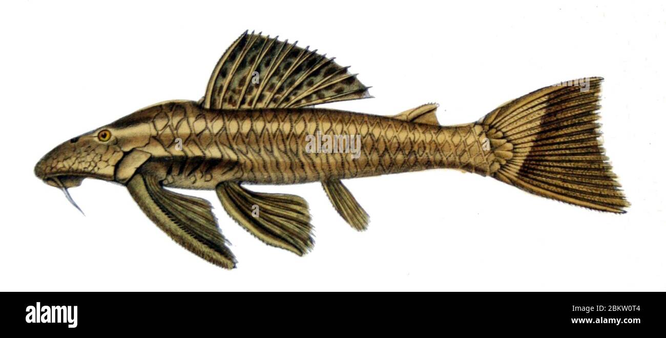 Hypostomus asper