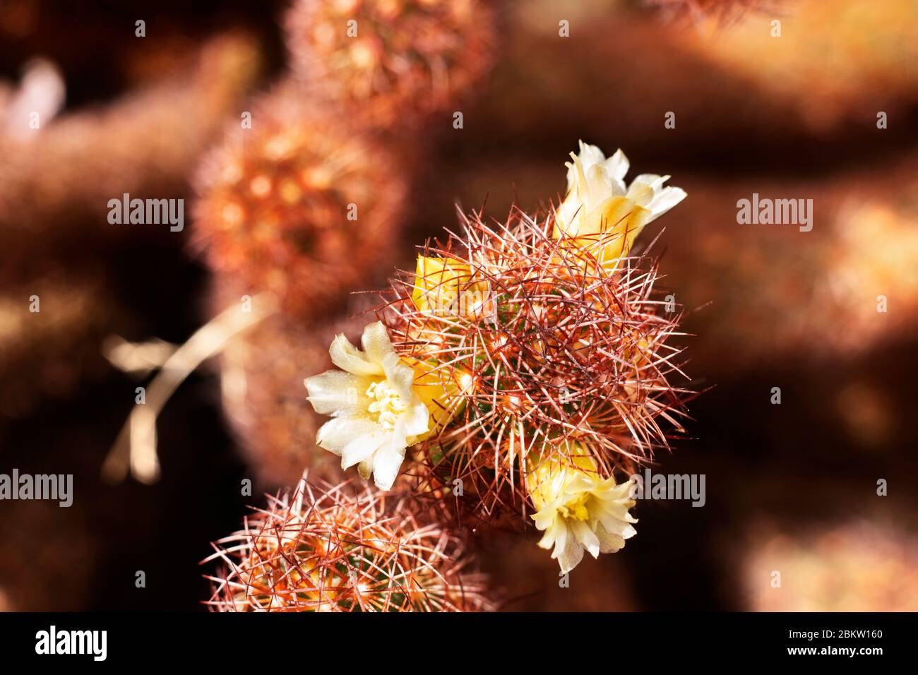 Mammillaria elongata plant -gold lace cactus  or lady finger cactus - ,plant with oval stems covered with brown spines with white -yellow flowers Stock Photo