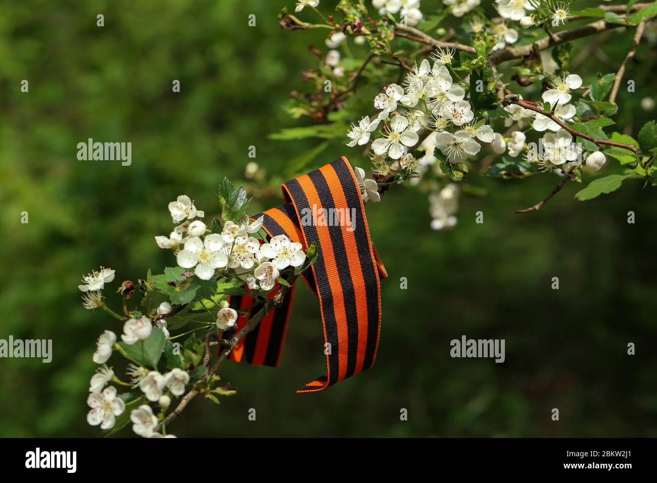 Victory Day. George ribbon on a flowering branch Stock Photo - Alamy
