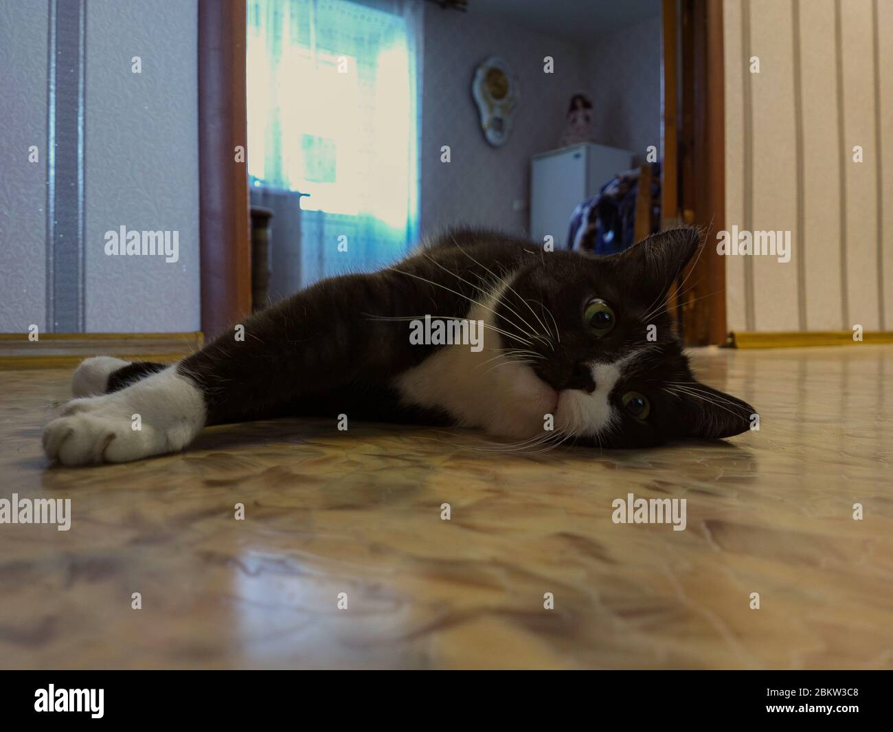 cat in living room