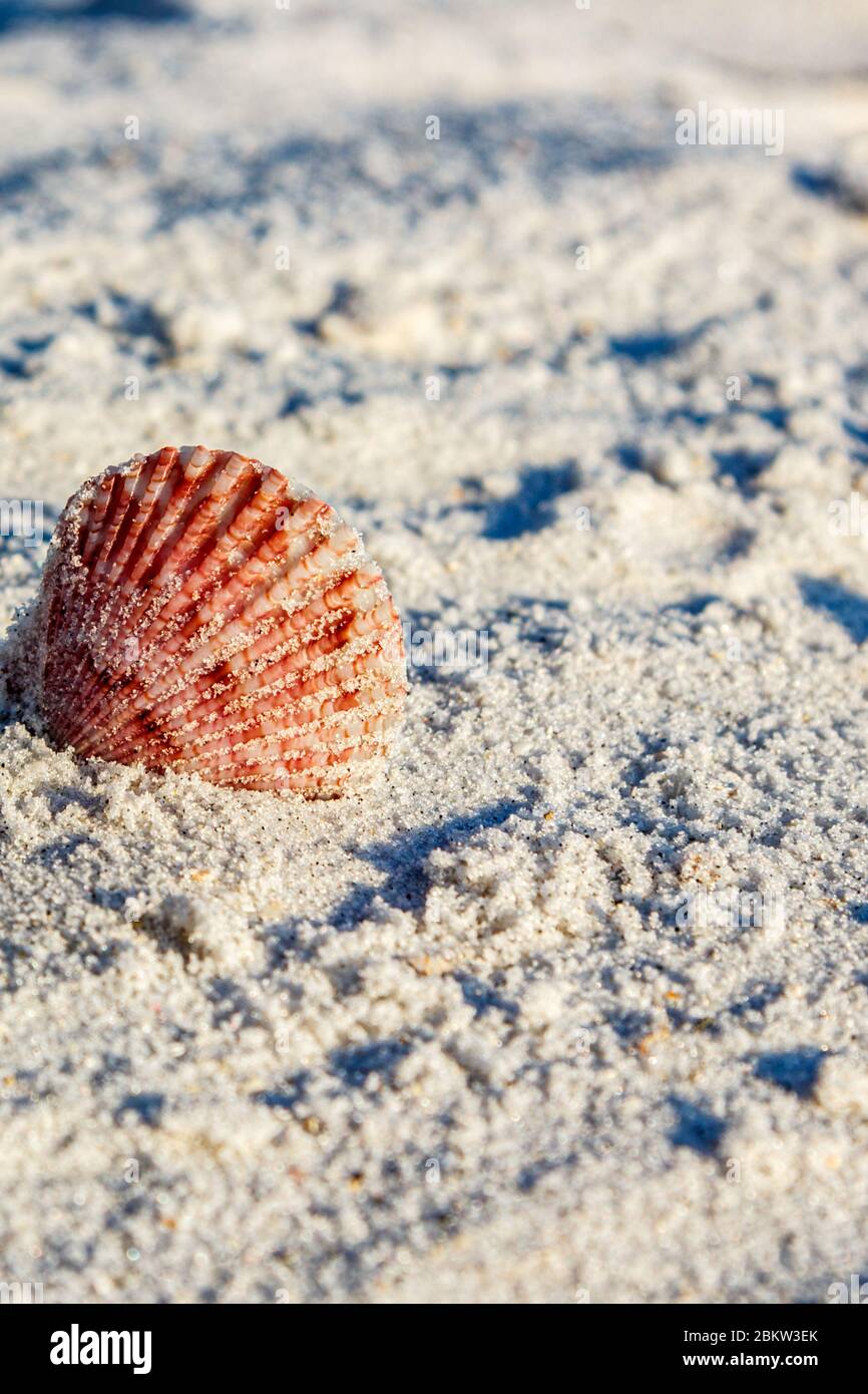 Pink shell on edge in sand Stock Photo