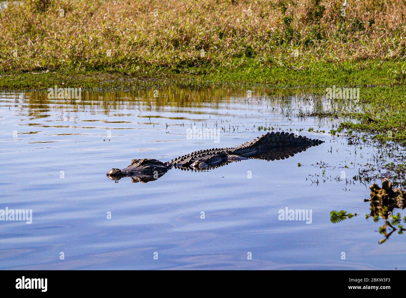 Alligator floats in calm marsh water Stock Photo
