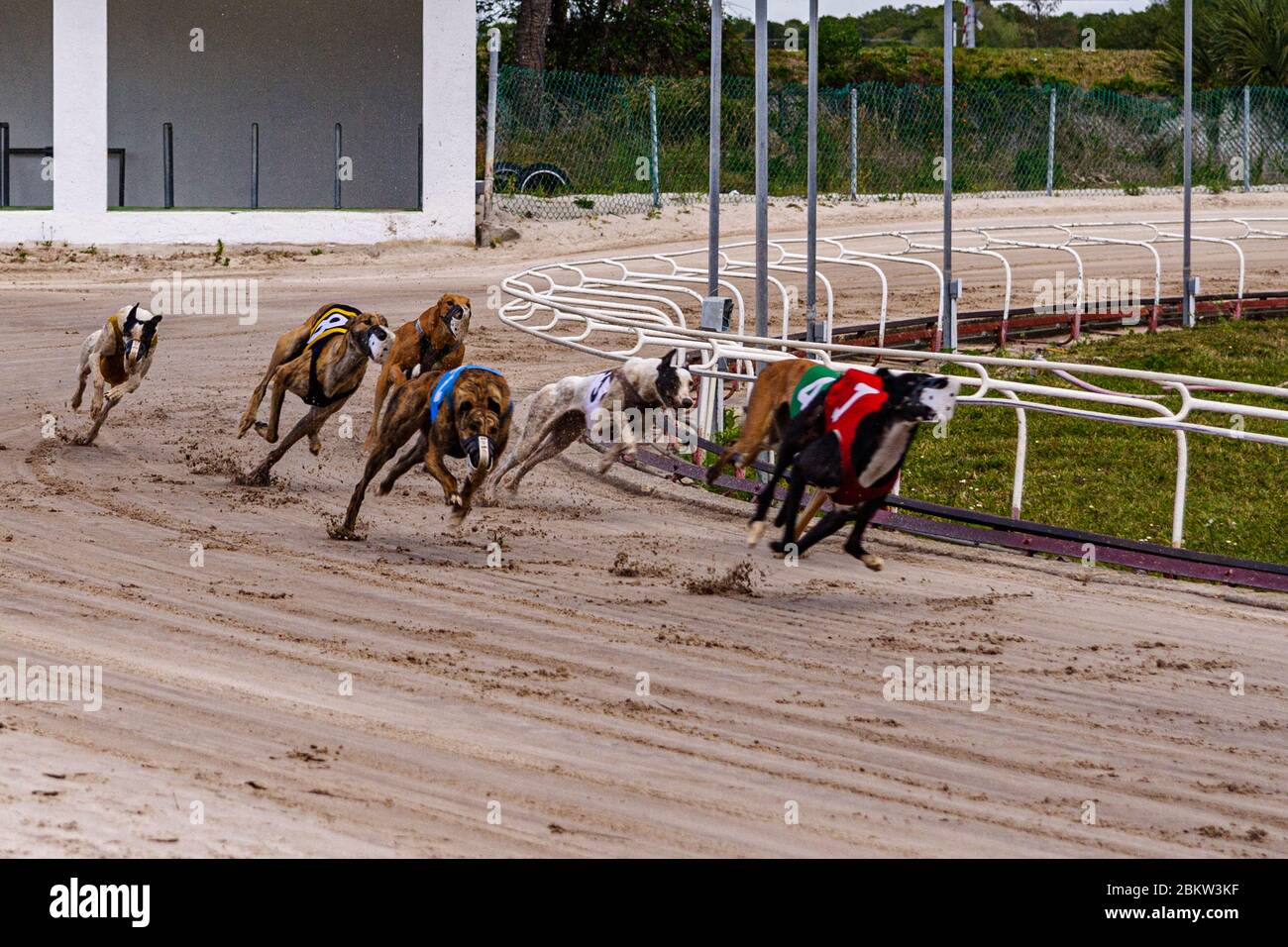 Greyhounds race round curve in racetrack in pursuit of mechanical rabbit Stock Photo