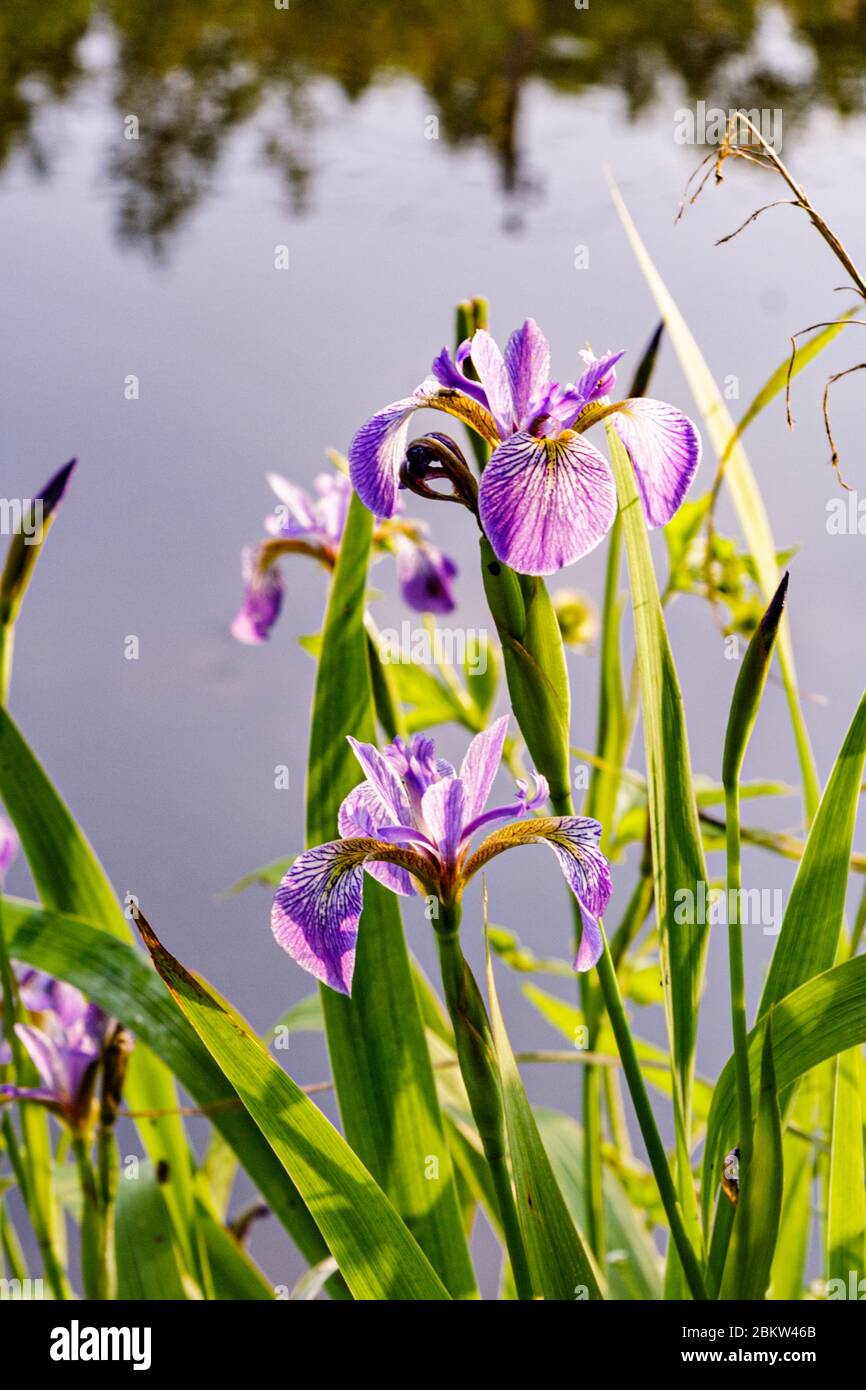 Blue flag iris growing wild along  lake shore in the Catskill Mountains of NY Stock Photo