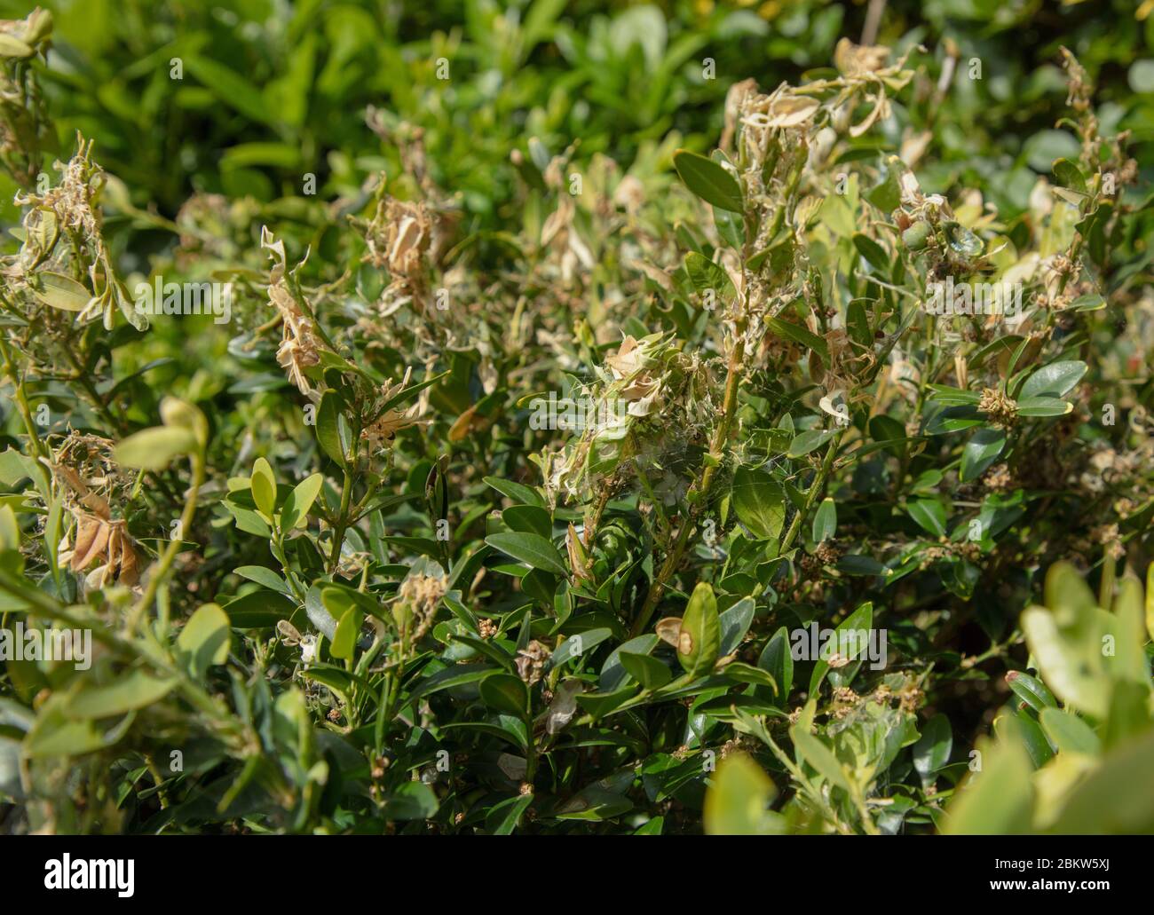 Damage seen done by the box tree moth to well established buxus shrubs in a garden. Stock Photo