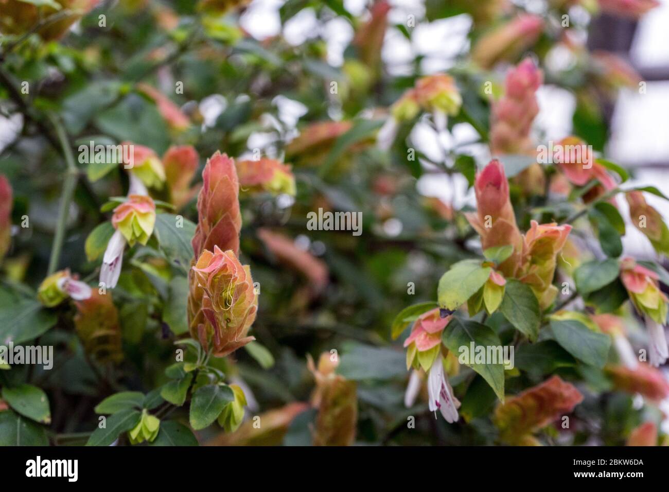 flowers of Justicia brandegeeana in blooming. evergreen shrub Mexican shrimp plant, shrimp plant or false hop. soft focus. Stock Photo