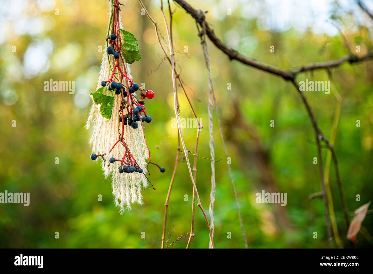 Dessert wild berries hi-res stock photography and images - Alamy