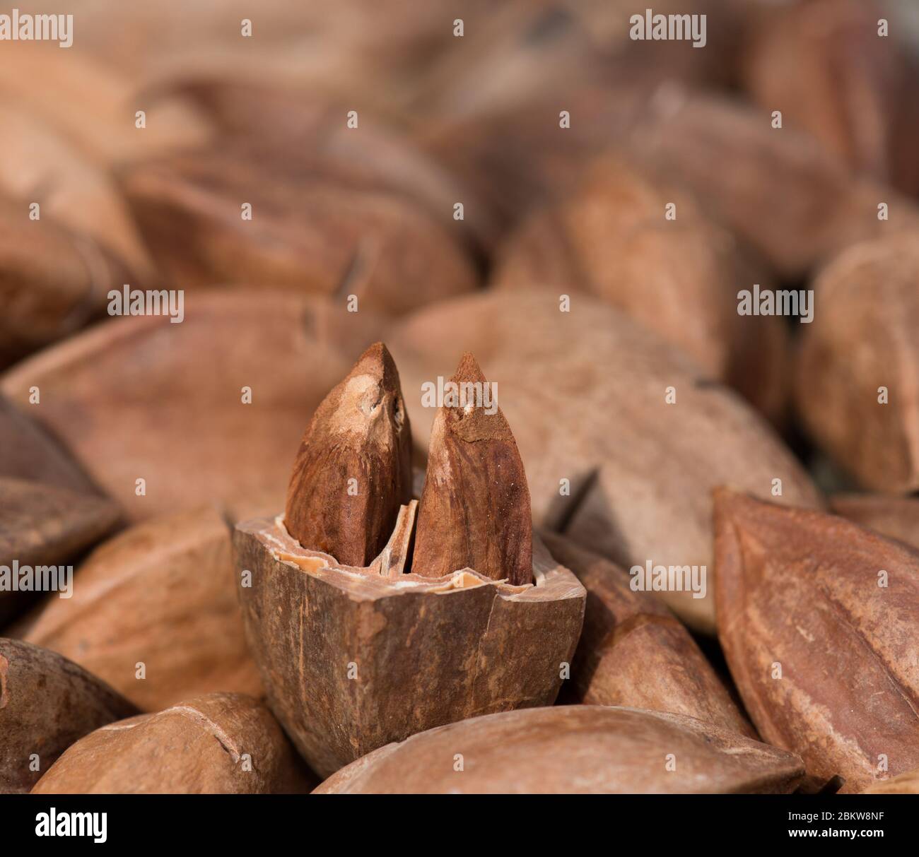 Pili nuts Stock Photo