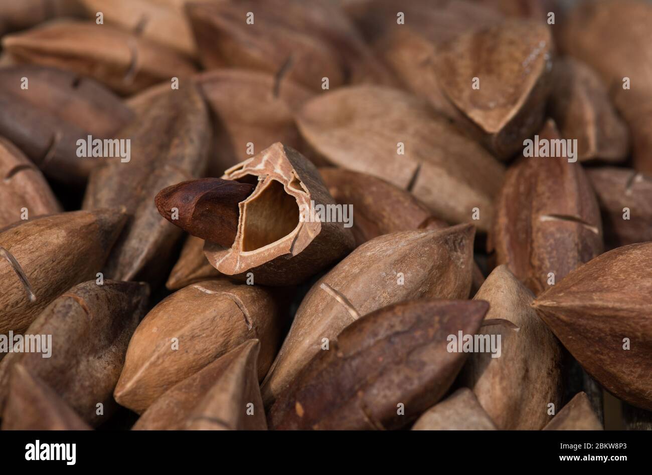 Pili nuts Stock Photo Alamy