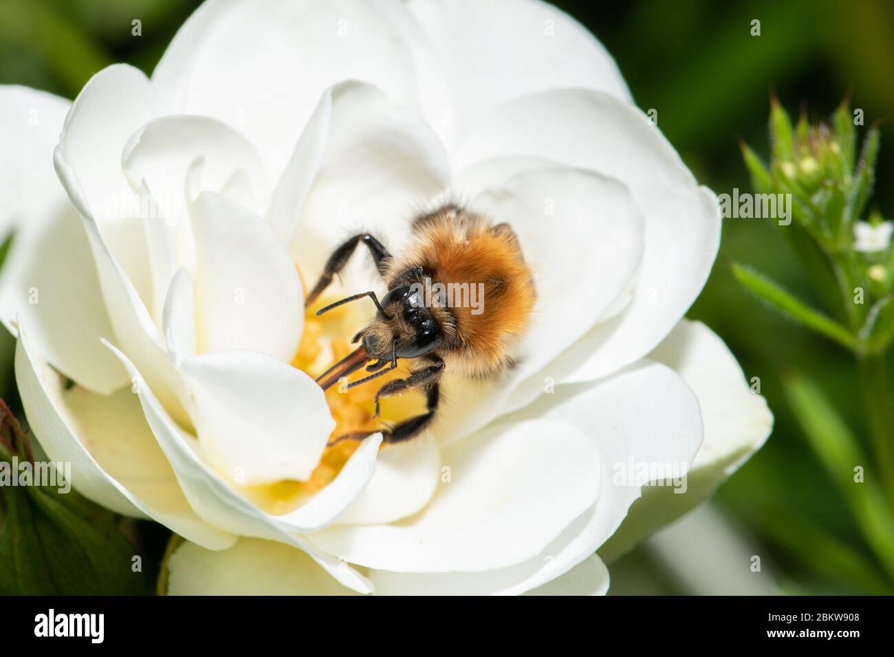 A macro shot of Brown-banded carder bee bumblebee Bombus humilis collecting pollen from flower. Stock Photo