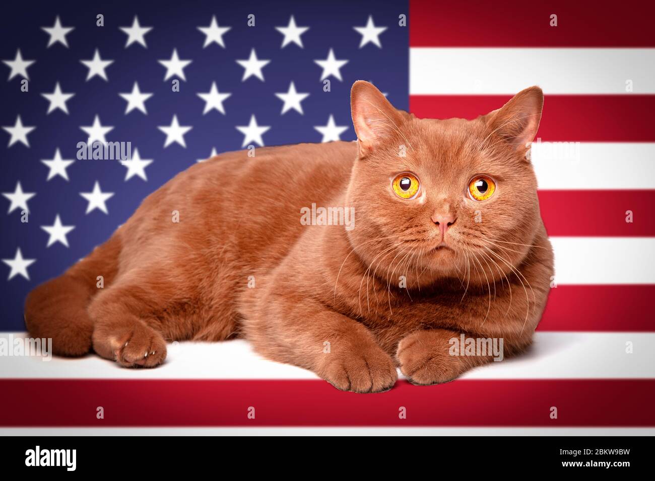 Portrait of a cat, bright yellow eyes, a playful look, British cat