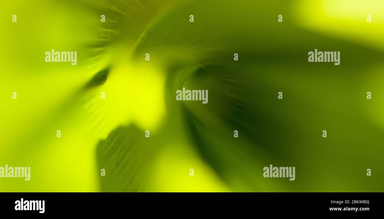 Abstract Green Leaf Nature Background Macro Photography Stock Photo Alamy