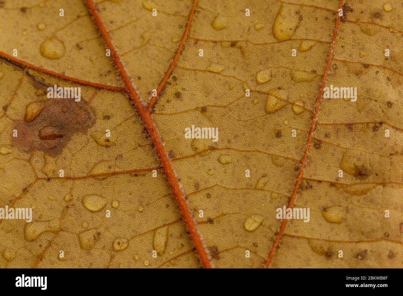 Water Drops of Rain on an Orange and Yellow Fall Leaf from an Autumn Tree Stock Photo