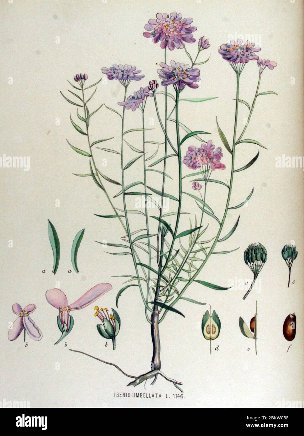 Iberis umbellata — Flora Batava — Volume v15. Stock Photo