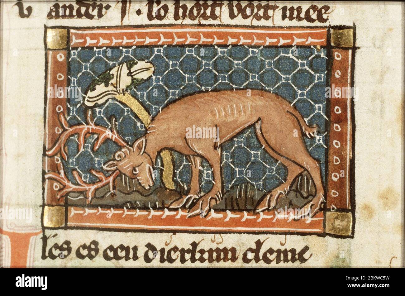 Ibex - Der naturen bloeme - Jacob van Maerlant - KB KA 16 - 059r a1 ...