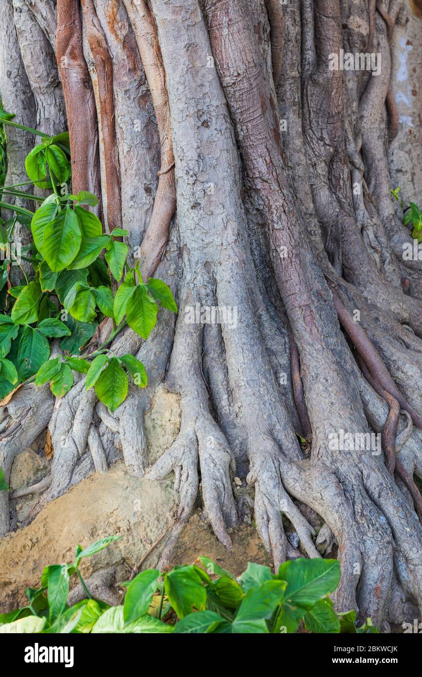 Ficus religiosa sacred fig tree hires stock photography and images Alamy