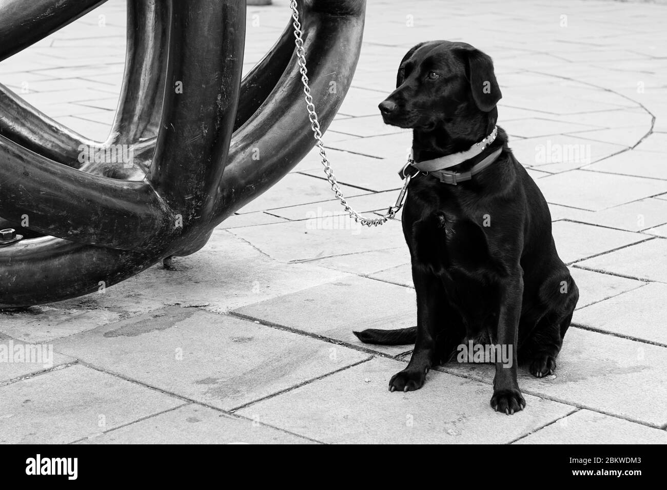 black Labrador - sitting dog Stock Photo